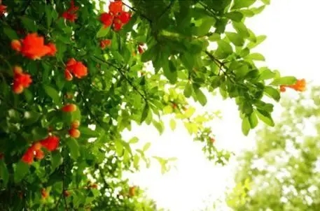 u=124516582,49335746&fm=253&fmt=auto&app=138&f=JPEG.webp.jpg